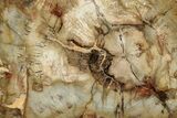 Beautiful, Petrified Wood (Araucaria) Slab - Madagascar #325146-1